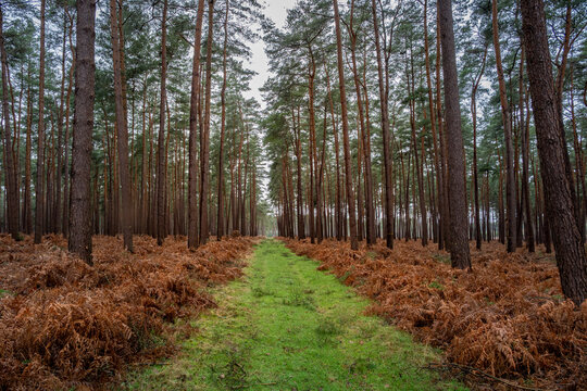 For&ecirc;t apr&egrave;s une temp&ecirc;te. Chemin forestier jonch&eacute; de branches cass&eacute;es