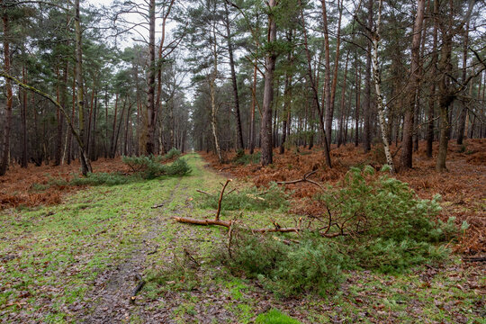 For&ecirc;t apr&egrave;s une temp&ecirc;te. Chemin forestier jonch&eacute; de branches cass&eacute;es