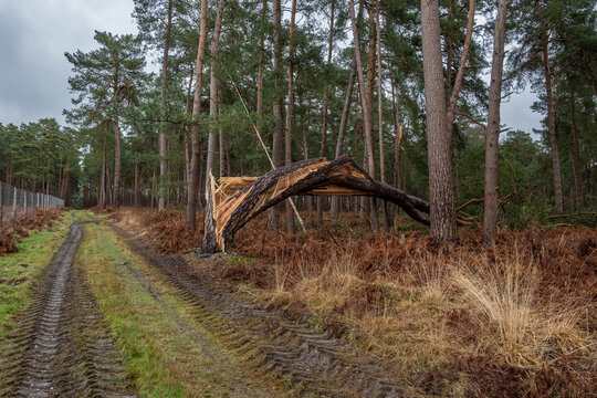 For&ecirc;t apr&egrave;s une temp&ecirc;te. Pin sylvestre cass&eacute; et vrill&eacute;