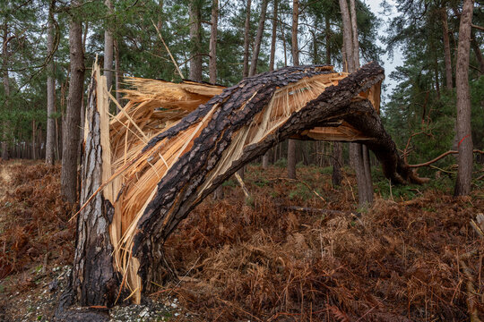 For&ecirc;t apr&egrave;s une temp&ecirc;te. Pin sylvestre cass&eacute; et vrill&eacute;