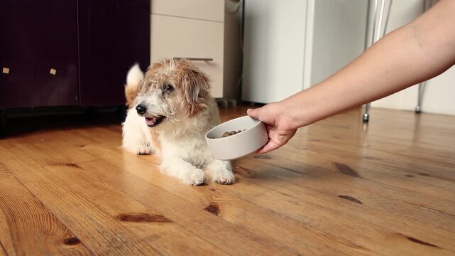 Jack Russell Terrier watches bowl with dog food in slow motion. Dog refuses meal after looking at food. Sick pet concept.