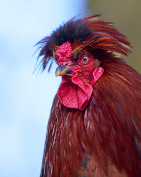 Striking red rooster with a distinctive black and red feathered crest, alert eye, and vibrant wattles, captured in a close-up against a soft blue sky.