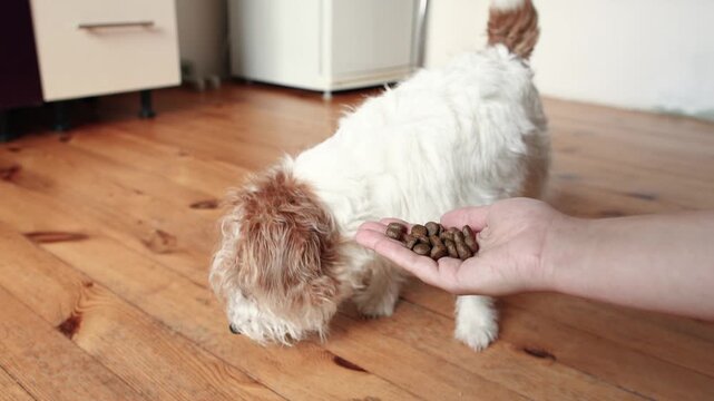 Wirehaired Jack Russell Terrier approaches owner hand with dry kibble. Dog drops one piece then refuses food. Possible illness and loss of appetite concept.