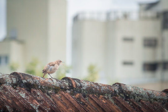 Rufous hornero bird calling on a weathered clay tile roof in an urban setting