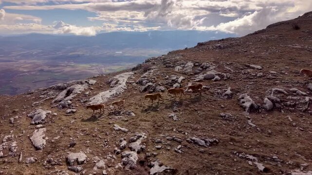 Aerial view of a small herd of wild mountain goats moving across a barren rocky alpine slope, surrounded by rugged terrain beneath dramatic clouds and distant mountain scenery.