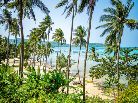 Tropical beach scene at Alano Beach in Karimunjawa, Indonesia, showcasing numerous palm trees swaying over a sandy shore with boats peacefully anchored in clear turquoise waters