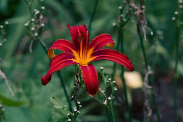 Fototapeta premium Flores que aun viven en verano