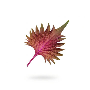 Vibrant Purple and Green Ornamental Coleus Leaf with Jagged Edges Isolated on White Background