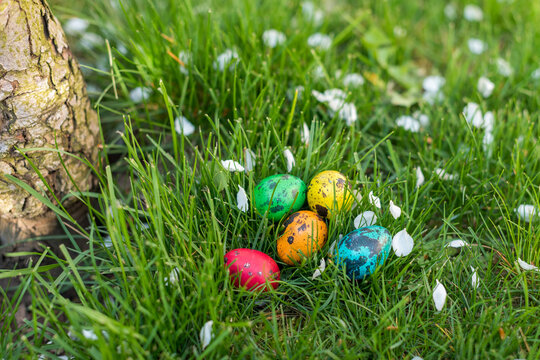 Colorful Quail Easter Eggs Hidden in Grass Beneath Pear Tree