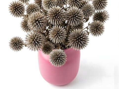 Dried globe thistle flowers in a pink vase isolated on white background