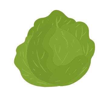 Simple cabbage illustration