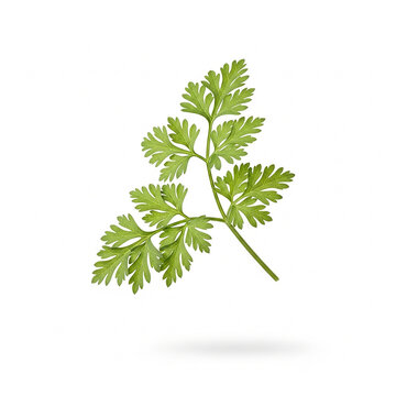 Fresh Green Parsley Sprig Isolated on White Background, Organic Culinary Herb for Food Garnish