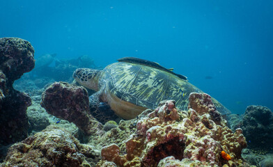 Green sea turtle resting on a tropical coral reef in Bohol, Philippines © Chris J