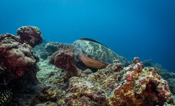 Green sea turtle resting on a tropical coral reef in Bohol, Philippines