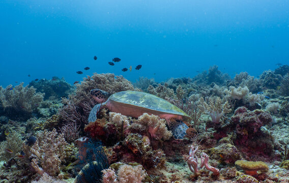 Green sea turtle resting on a tropical coral reef in Bohol, Philippines