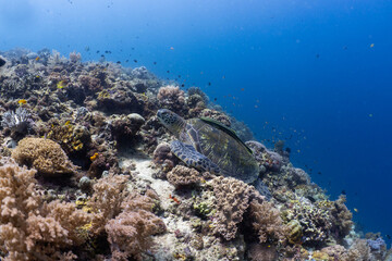 Green sea turtle resting on a tropical coral reef in Bohol, Philippines © Chris J