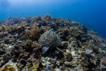 Green sea turtle resting on a tropical coral reef in Bohol, Philippines © Chris J