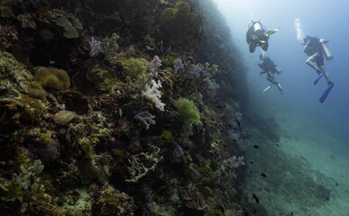 Scuba divers exploring a coral reef wall in Anda, Bohol, Philippines © Chris J