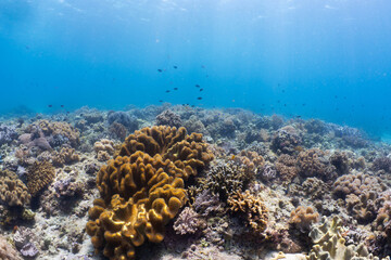 Healthy tropical coral reef in clear blue water, Bohol, Philippines © Chris J