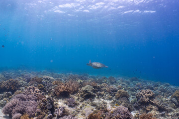 Green sea turtle gliding over a reef in Anda, Bohol © Chris J