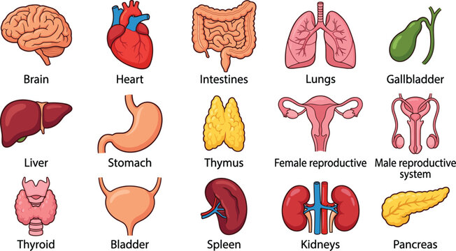 Human internal organs collection vector set labeled with brain heart lungs stomach liver kidneys and reproductive system
