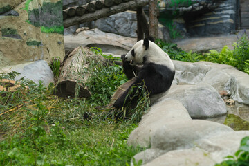 Giant panda rests on rocks while eating bamboo in a lush habitat, surrounded by greenery and stone elements, creating a serene environment © Anat art