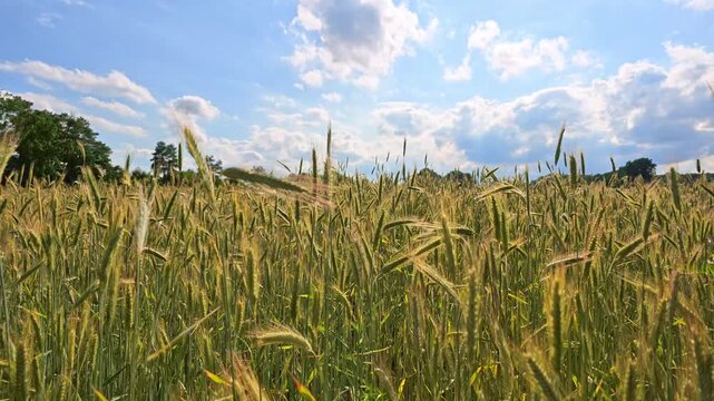 Ears of golden wheat in wind. Agricultural field wheat in picturesque summer scenery. Crop field. Grain harvest. Golden spikelet. Wheat field. Golden wheat field