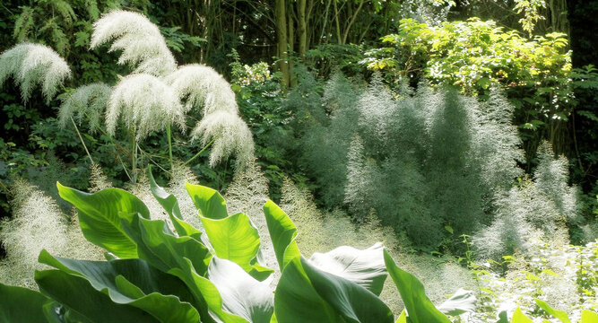 Lush shade garden with astilbe plants and large green leaves.