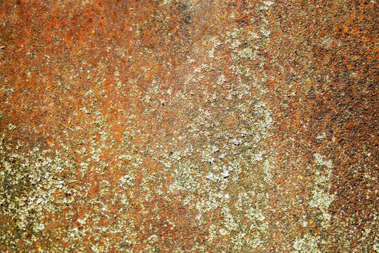 A close-up of a natural texture featuring a dense layer of light green and gray-green lichen covering a rusty metal surface.