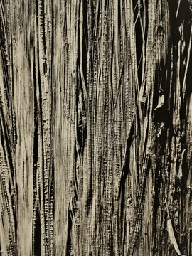 Vertical line pattern on the surdace of dried banana tree bark.