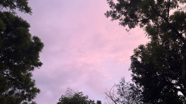 A lovely pink sunset sky framed by dark green tree branches