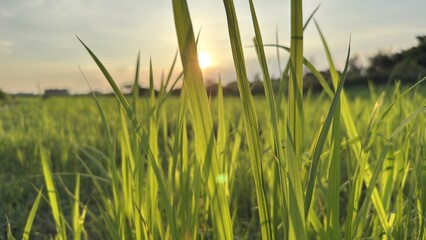 Obraz premium Lush green field of grass bathed in warm golden sunlight