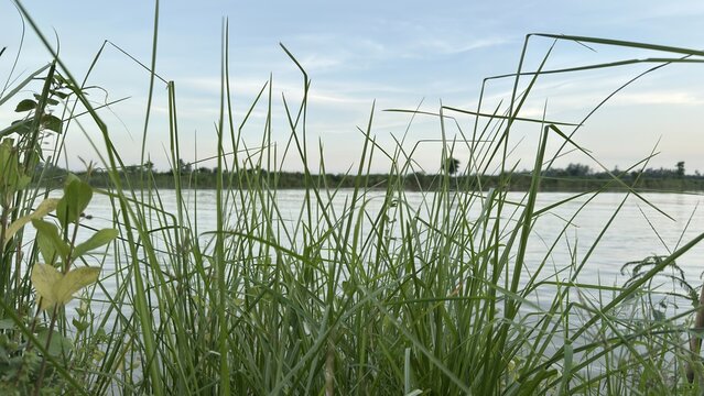 Green reeds and tall grass standing beside a calm tranquil river