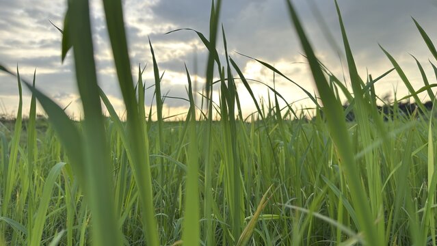 Lush green grass fills a field during golden hour