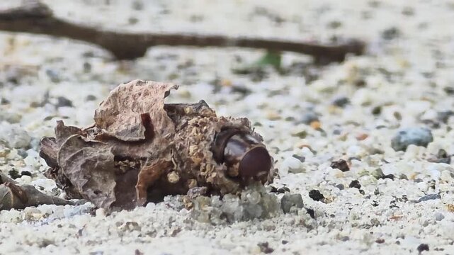 
Close-up of a bagworm moth larva emerging from its portable protective case

 