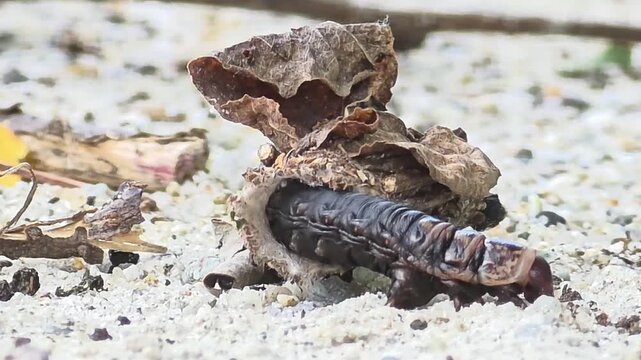 Side view macro of a bagworm caterpillar crawling while carrying its heavy wooden case

