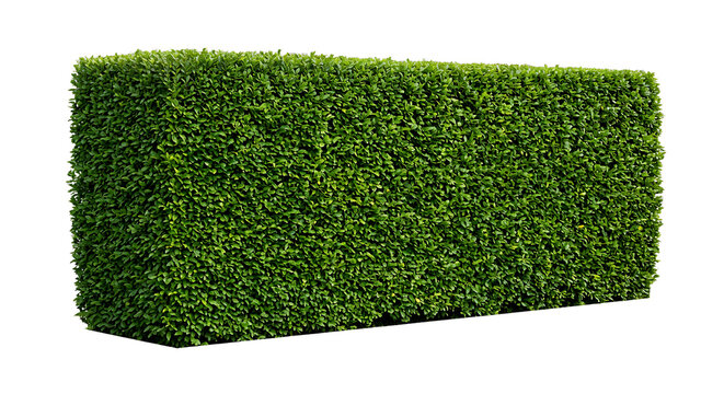 A rectangular shaped garden hedge made of dense green leaves isolated on a transparent background, for landscaping and, architectural visualization