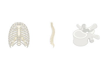 Naklejka premium Detailed Medical Illustration of Human Rib Cage, Spine Column, and Vertebra Anatomy