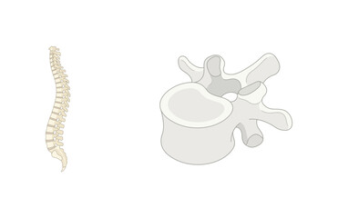 Naklejka premium Human spine and a single vertebra anatomical vector illustration isolated on white