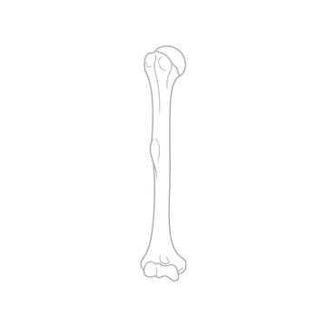 Detailed black and white vector illustration of a human humerus arm bone structure