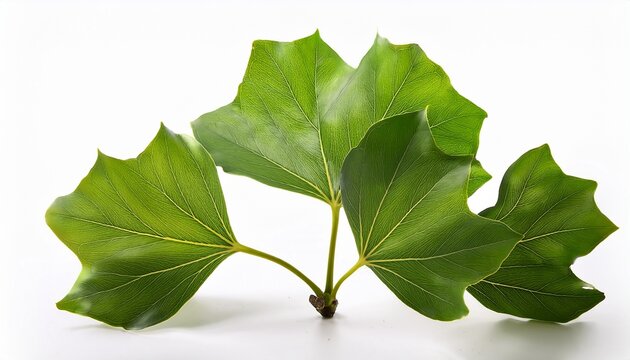 Liriodendron Tulipifera Known As The Tulip Tree American Tulip Tree Tulipwood Tuliptree Isolated On White Background