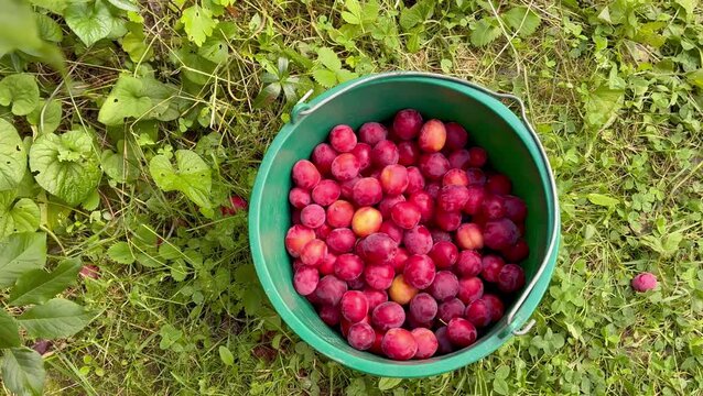 Woman's hands close up putting cherry plum fruits in the basket in the countryside farming harvesting
