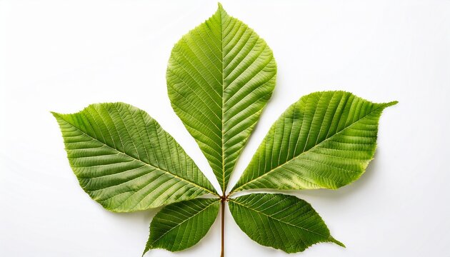 A Whole Single Horse Chestnut Leaf Isolated On A Transparent Background