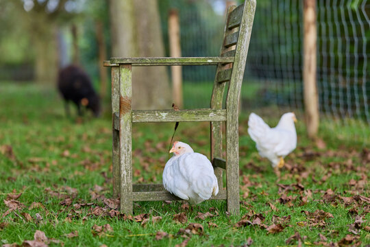 A charming scene of a plump white chicken resting under a rustic wooden chair in a grassy field, with another chicken and a black sheep grazing in the background, capturing peaceful farm life.