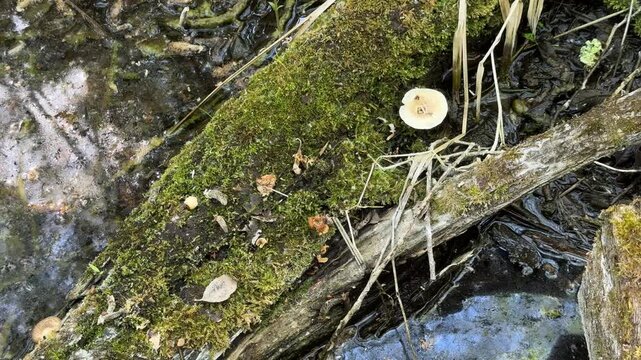 Tiny mushrooms growing on mossy fallen log in woodland wetland