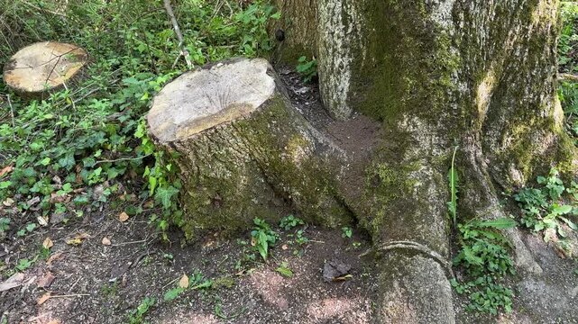 Moss covered cut tree stump beside mature trunk in woodland