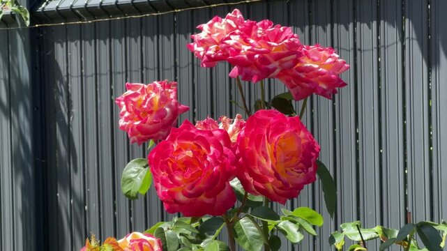 Red and yellow bicolor roses blooming in summer garden