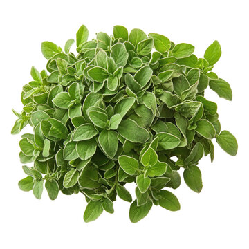 A bunch of green mint leaves, which are fresh and appear to be in good condition.