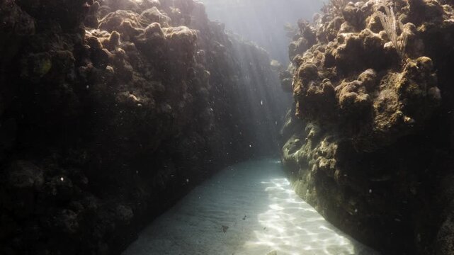 Swimming Through a Dramatic Underwater Canyon on a Caribbean Coral Reef in Roatan, Honduras