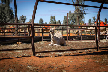 Naklejka premium A camel inside the cage in Australian Outback area.